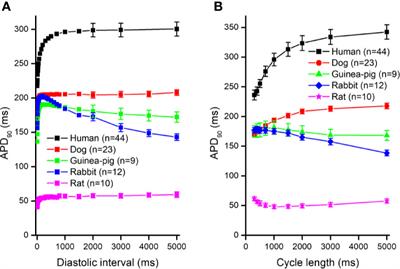 Electrical Restitution and Its Modifications by Antiarrhythmic Drugs in Undiseased Human Ventricular Muscle